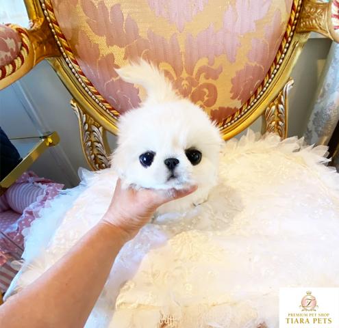 ★超超超超超スーパー極小サイズ！！真っ白ペキちゃん♪男の子♪パール君★