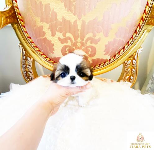 ★超×10！！スーパー極小サイズ！！シーズーの女の子♪しーちゃん♪