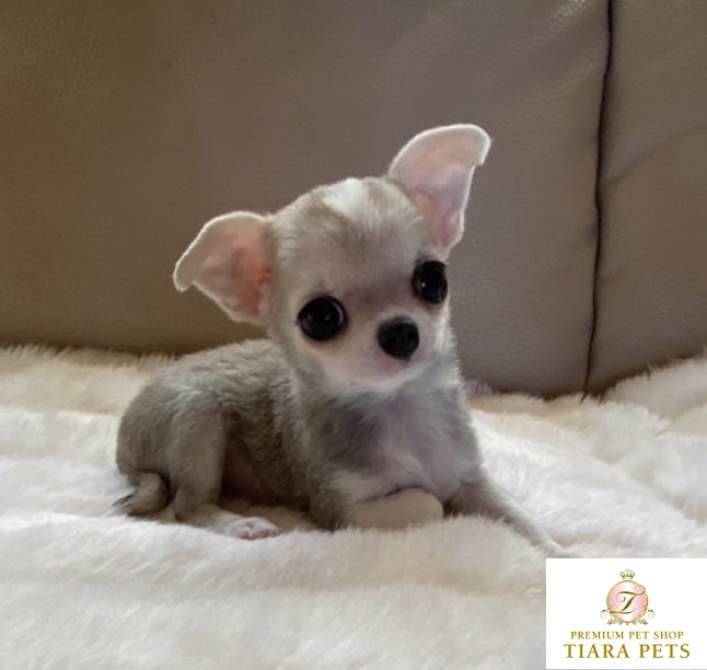 ★スムースコートチワワ 女の子♪スーパー極小サイズ！！ひめちゃん♪