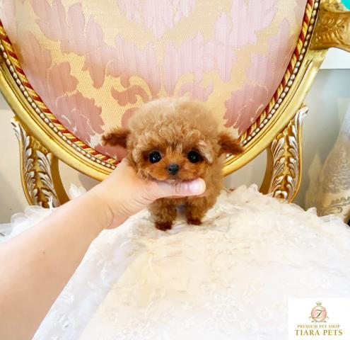 ★超×10スーパー極小サイズ♪マイクロティーカップ♪レッドの男の子♪ちるちる君★