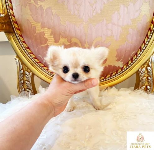 ★極上！！極小チワワの男の子♪ゆず君♪