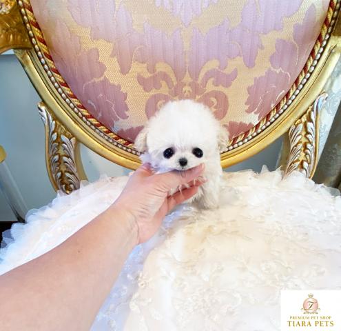 ★超×10スーパー極小マイクロティーカップサイズ♪ホワイト女の子♪すあまちゃん★