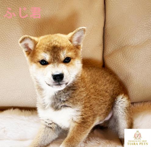 ★柴犬、小ぶりサイズ！！カワイイ男の子♪おっとりさん♪ふじ君♪