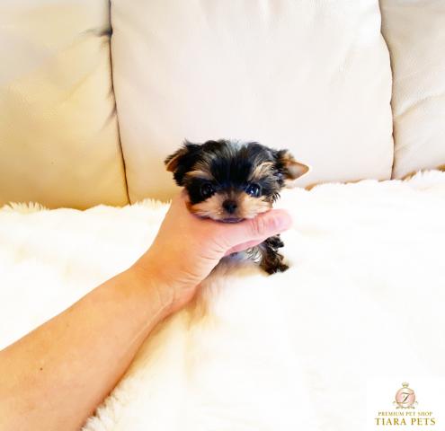★ヨークシャーテリアの男の子♪超×10！！極小サイズ！！ようすけ君★