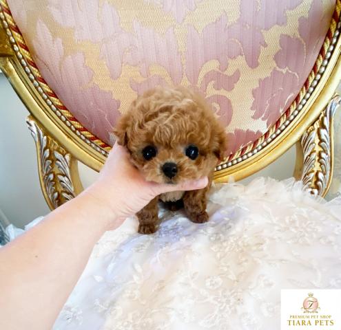 ★極小ティーカップサイズ！！レッドの男の子♪あんず君★