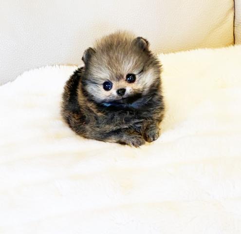 ★極上♪超超超超超極小サイズ♪ポメちゃん男の子が入園致しました！！パリス君★