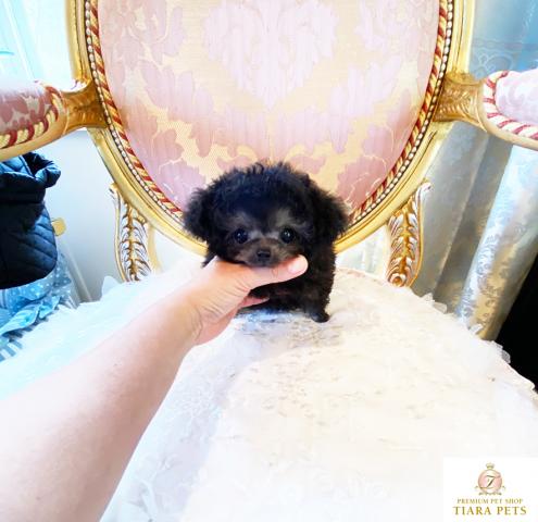 ★超超超超超スーパー極小サイズ！！プラチナシルバーの女の子♪ココちゃん★