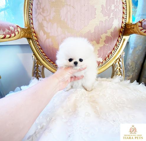 ★超×10スーパー極小サイズ！！ポメラニアンの女の子♪こつぶちゃん★