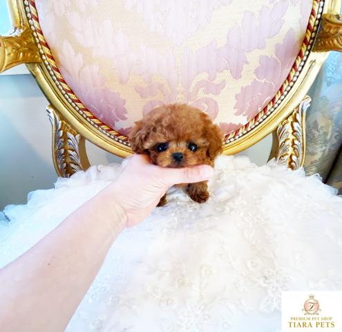 ★超×10スーパー極小サイズ！！トイプードルレッドの女の子♪こももちゃん♪