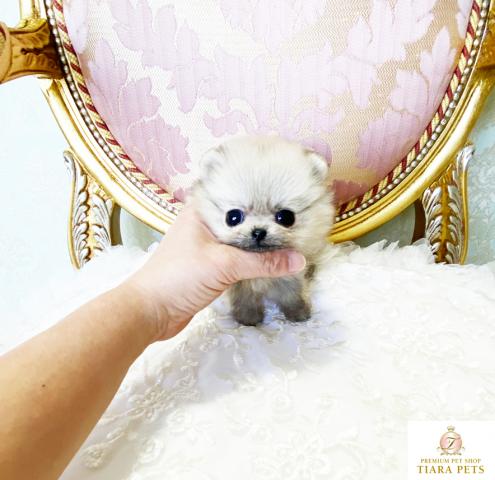 超×100！！スーパー極小サイズ♪1番小さな子ポメちゃんです♪みくちゃん♪