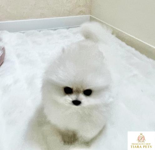 ★超×10！！スーパー極小サイズ♪ポメラニアンクリームの女の子♪ぴのちゃん★