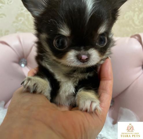 ★超×10！！スーパー極小サイズ♪ロングコートチワワの男の子♪たると君★