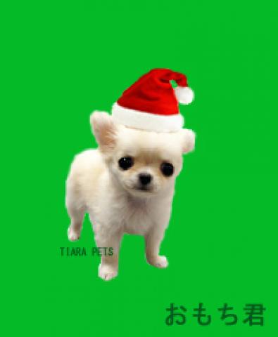 ★ロングチワワの可愛い男の子★おもち君