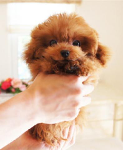 「ねこちゃん系」超極小サイズのレッドの女の子♪♪★キティchan★