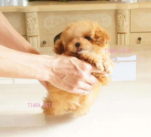 「超×10！！スーパー極小サイズ！！」「極小マニア向け！！」