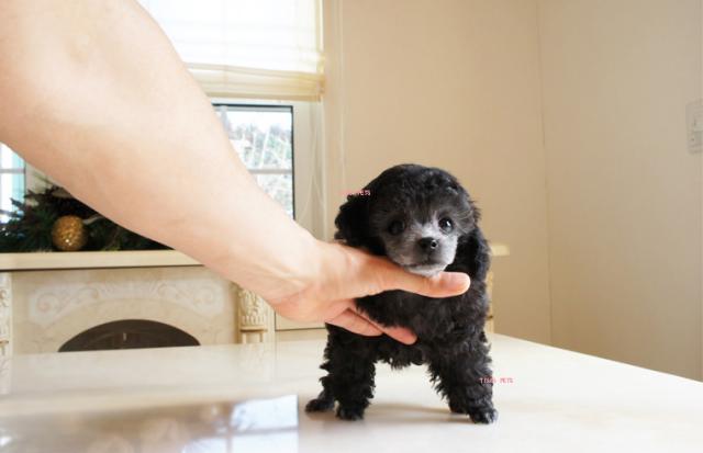 ★プラチナシルバーの男の子が入園致しました！！★ジョルジオ君