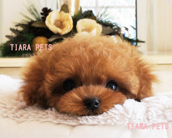 ★もも太郎君★★超×10！！スーパー極小サイズ！！★