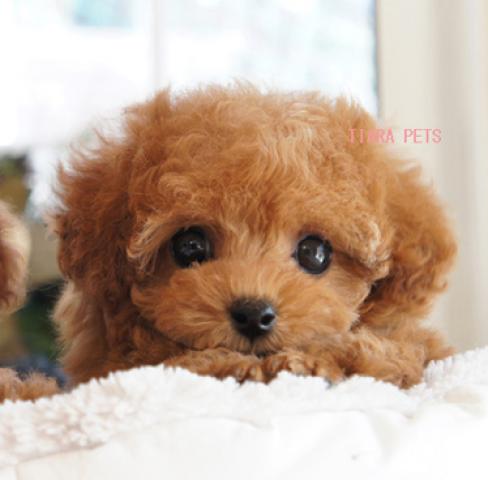 ★エリーchan（アプリコットカラー）★