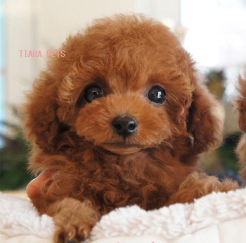 ★レッドのマリーちゃん★