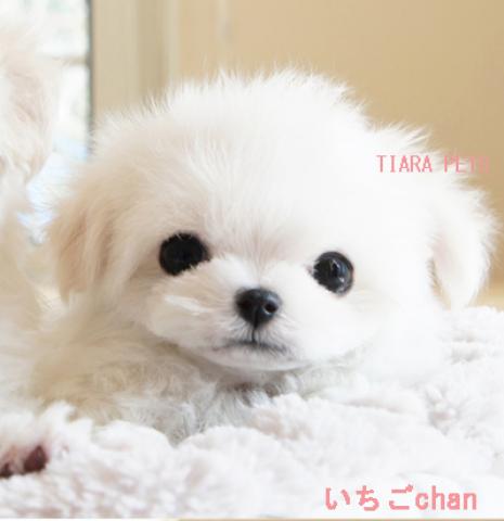 ★いちごchan★超×10！！スーパー極小サイズ！！★