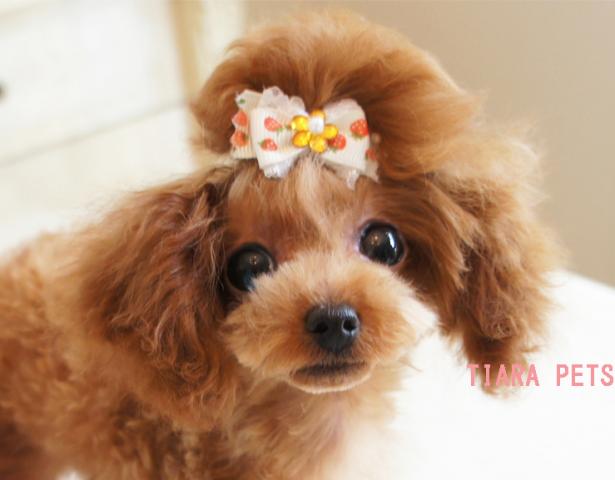 ★アンジェchan★★小さ目ティーカップサイズ予想！！★