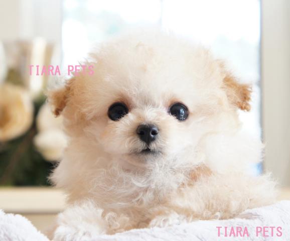 「超×100！！スーパー極小サイズ」ジュエルchan♪♪