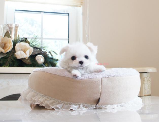 ★はなまるchan★