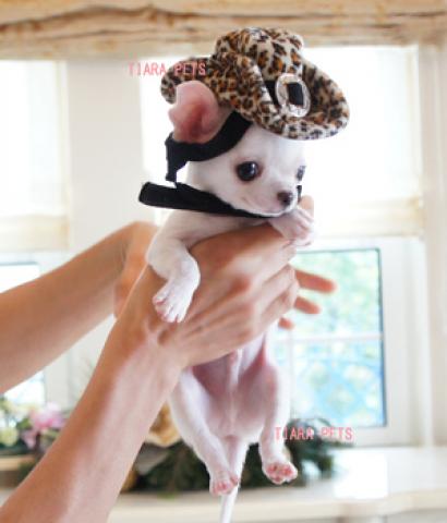 ★スーパー極小サイズ！！★ココ君★