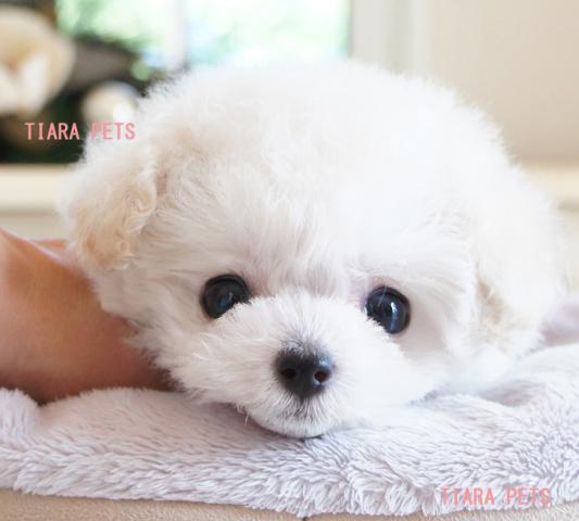 ★超×10スーパー極小サイズ★ホワイトの女の子★ティナchan★