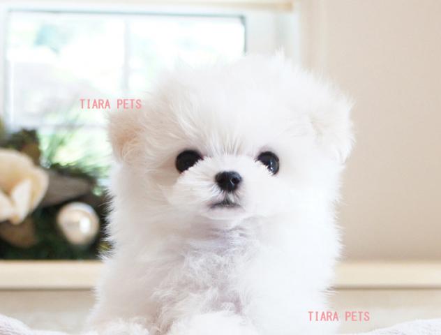 ★みにまるchan★超×10スーパー極小サイズ！！★