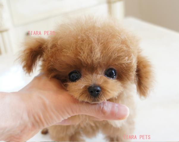 ★★たんぽぽ君★超×10！！スーパー極小サイズ！！★★