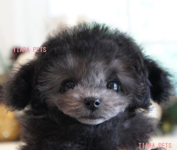 ★★超×10スーパー極小サイズ！！★プラチナシルバーの女の子★★