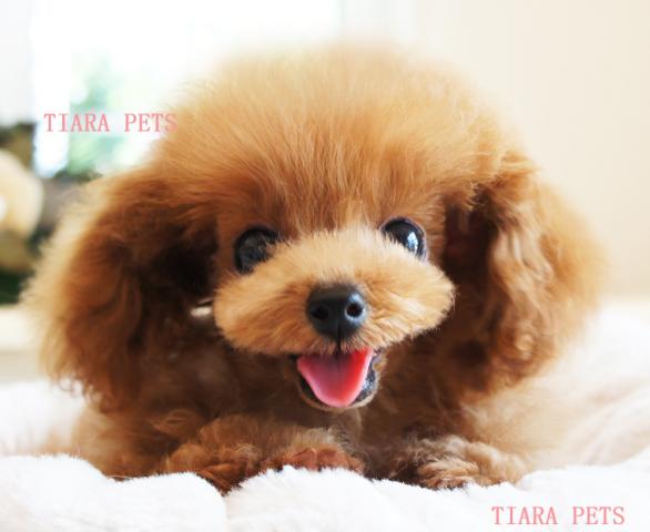 ★★ルビー君★超×10スーパー極小サイズ★ほぼ確定！！★★