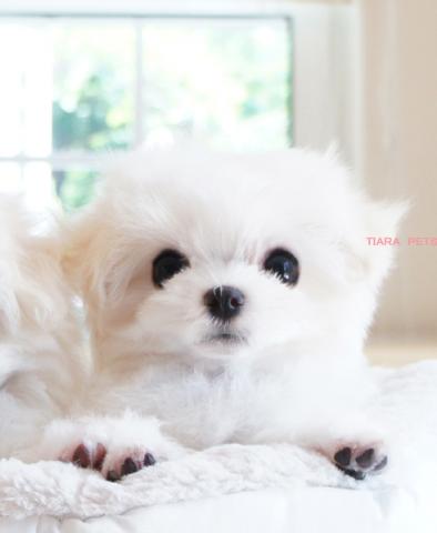 ★★まりお君★スーパー極小サイズ★★