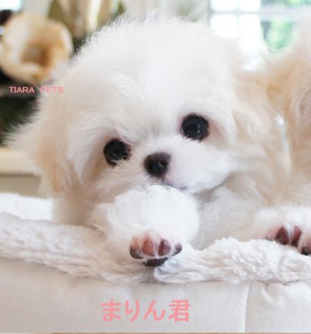 ★★まりん君★スーパー極小サイズ★★