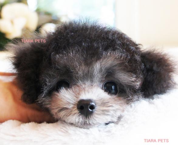 ★★プラチナシルバーの女の子★キティchan★★