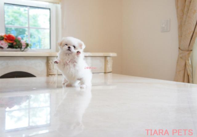 ★★超×10！！スーパー極小サイズ★こゆきchan★★