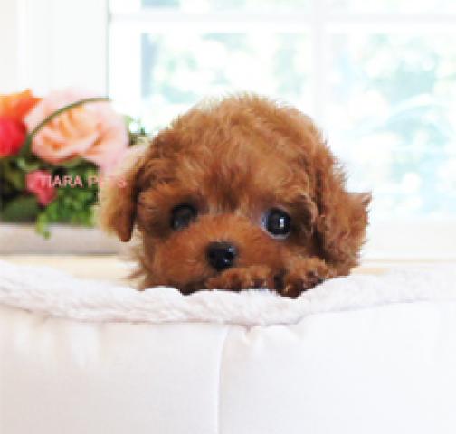 ★超×10！！スーパー極小サイズ★こうめchan★