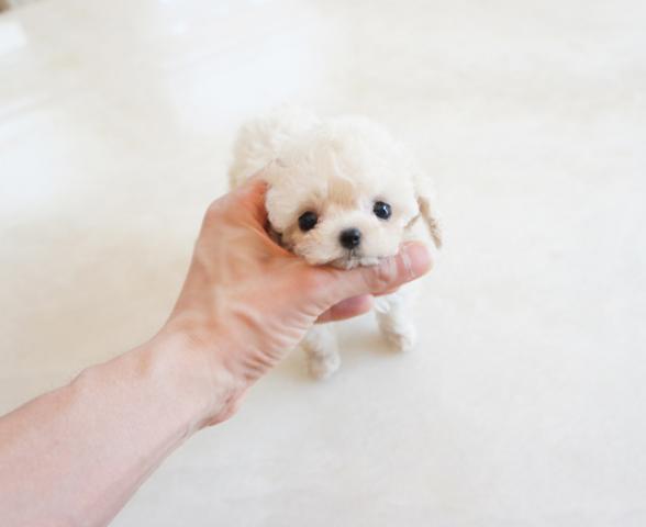 ★超×100！！スーパー極小サイズ！！★