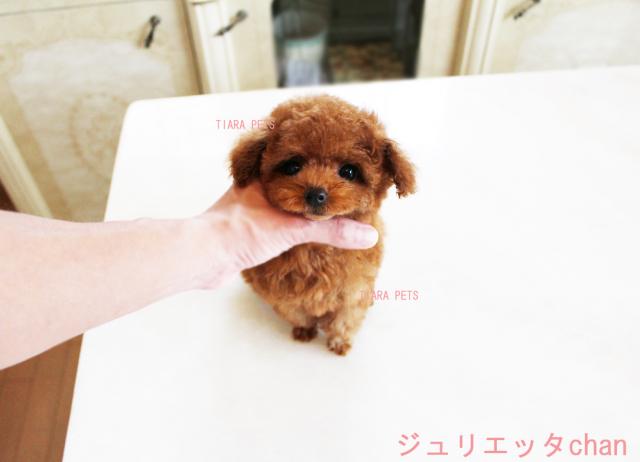 ★★★★★「超×10！！スーパー極小」★ジュリエッタchan★極小マニア向け★