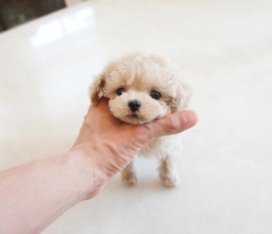 ★超×10！！スーパー極小サイズ★