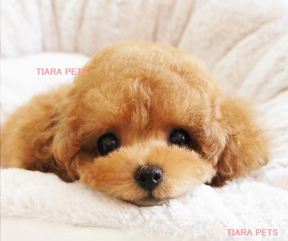 ★成犬時2kg前後予想！！ももchan★