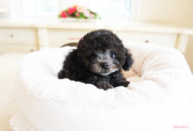 ★プラチナシルバー★チェリーchan★