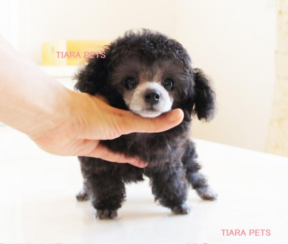 ★プラチナシルバーの男の子★チルチル君★