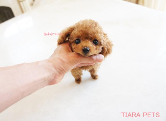 ★超×10！！スーパー極小サイズ★あまなつchan★