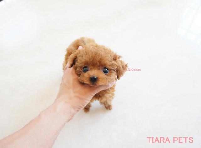 ★超×10！！スーパー極小サイズ★ここなつchan★