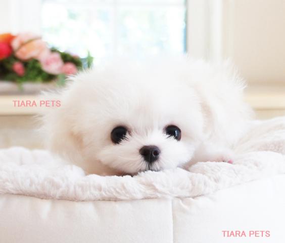 ★★超×10！！スーパー極小サイズ★さゆきchan★