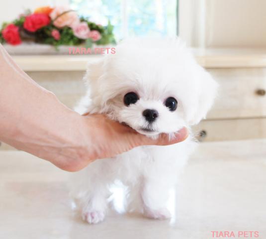 ★★スーパー良血統！！プリンス君★★