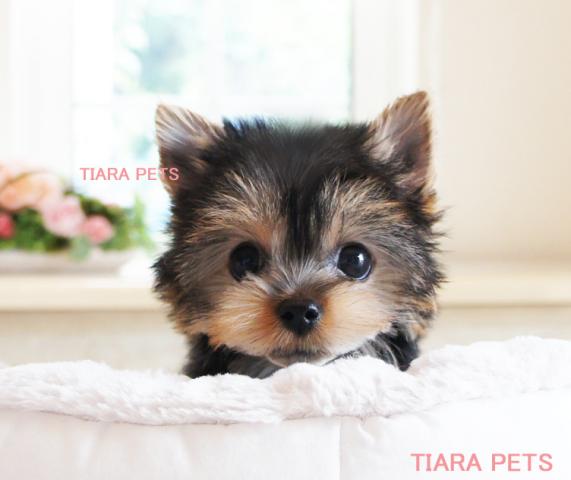 ★★スーパー極小サイズ！！★よーちゃん★★