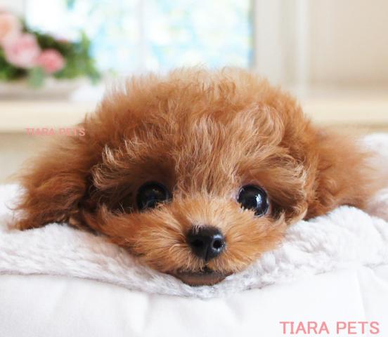 ★キャンディchan★スーパー極小サイズ★